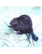 Beaver (bever)Etherische oliën/aromatherapie8717624994036