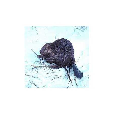 Beaver (bever)Etherische oliën/aromatherapie8717624994036