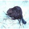 Beaver (bever)Etherische oliën/aromatherapie8717624994036