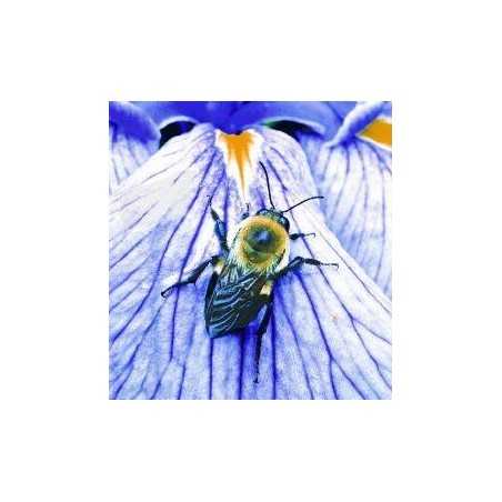 Bumblebee (hommel)Etherische oliën/aromatherapie8717624994050