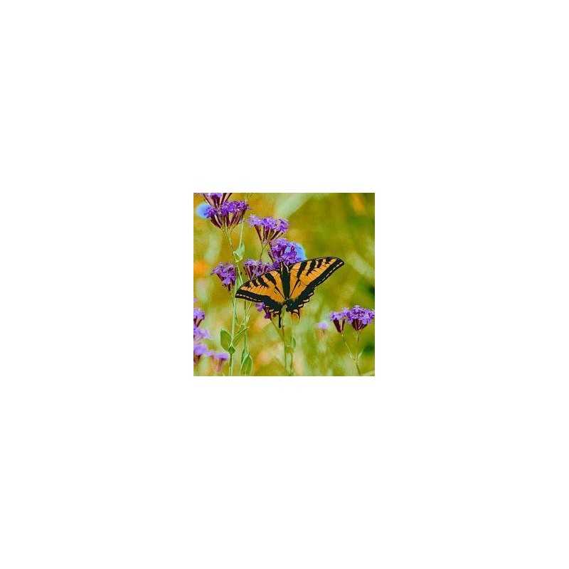 Butterfly (vlinder)Etherische oliën/aromatherapie8717624994067