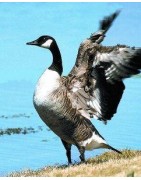 Canada goose (Canadese gans)Etherische oliën/aromatherapie8717624994074