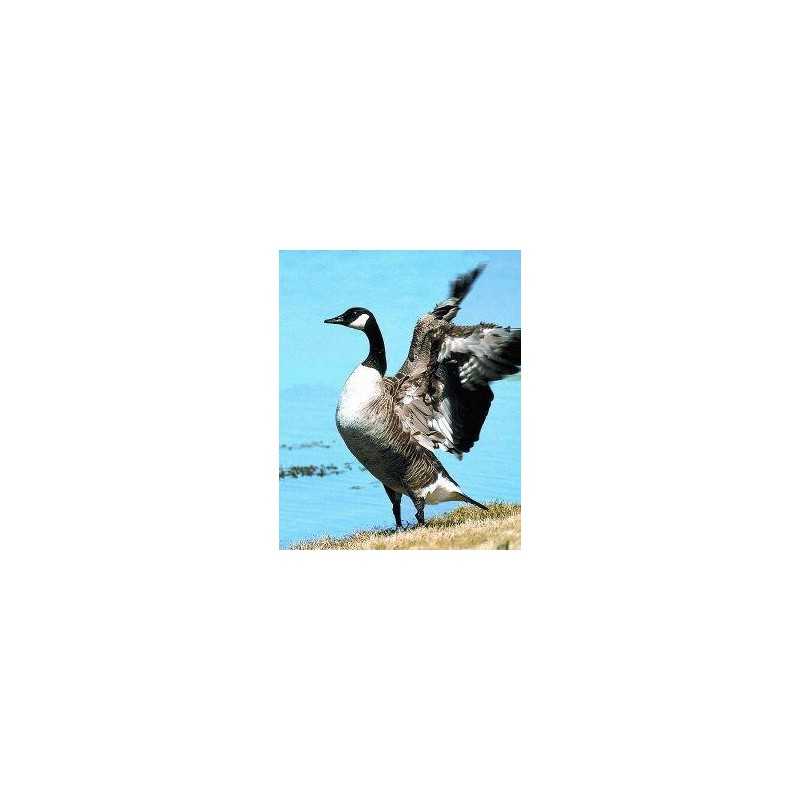 Canada goose (Canadese gans)Etherische oliën/aromatherapie8717624994074