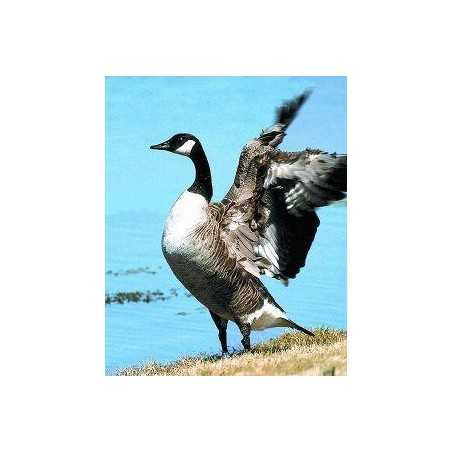 Canada goose (Canadese gans)Etherische oliën/aromatherapie8717624994074