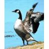 Canada goose (Canadese gans)Etherische oliën/aromatherapie8717624994074