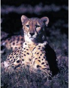 Cheetah (jachtluipaard)Etherische oliën/aromatherapie8717624994081