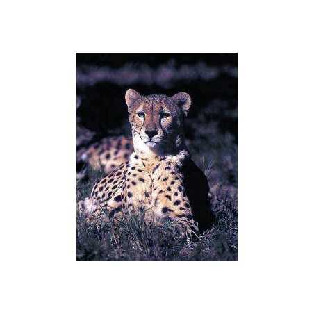 Cheetah (jachtluipaard)Etherische oliën/aromatherapie8717624994081