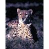 Cheetah (jachtluipaard)Etherische oliën/aromatherapie8717624994081