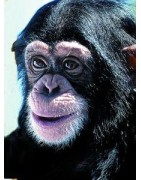 ChimpanzeeEtherische oliën/aromatherapie8717624994098