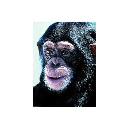 ChimpanzeeEtherische oliën/aromatherapie8717624994098