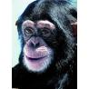 ChimpanzeeEtherische oliën/aromatherapie8717624994098