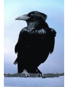 Crow (kraai)Etherische oliën/aromatherapie8717624994104