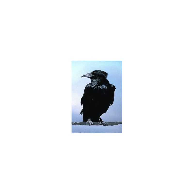 Crow (kraai)Etherische oliën/aromatherapie8717624994104