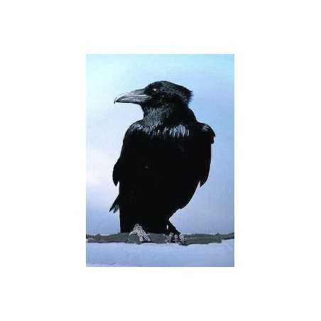 Crow (kraai)Etherische oliën/aromatherapie8717624994104