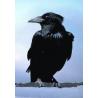 Crow (kraai)Etherische oliën/aromatherapie8717624994104