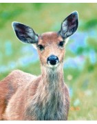 Deer (hert)Etherische oliën/aromatherapie8717624994111