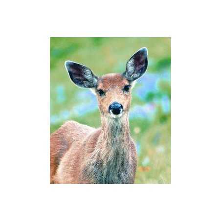 Deer (hert)Etherische oliën/aromatherapie8717624994111