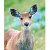 Deer (hert)Etherische oliën/aromatherapie8717624994111