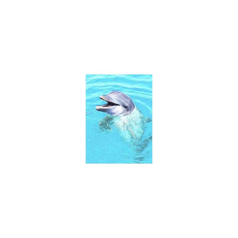 Dolphin (dolfijn)Etherische oliën/aromatherapie8717624994128