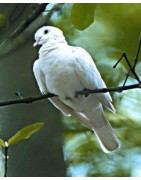 Dove (duif)Etherische oliën/aromatherapie8717624994135