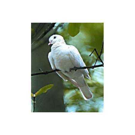 Dove (duif)Etherische oliën/aromatherapie8717624994135