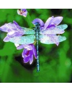 Dragonfly (libelle)Etherische oliën/aromatherapie8717624994142