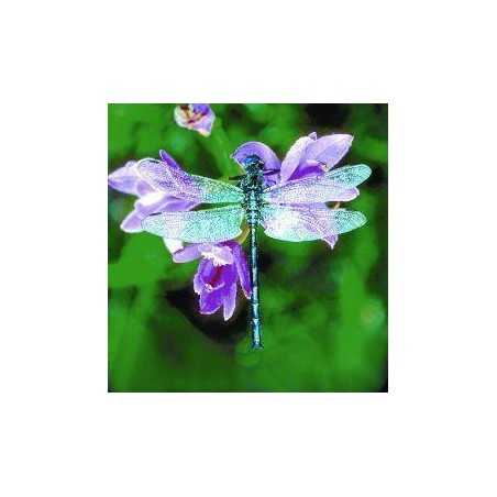 Dragonfly (libelle)Etherische oliën/aromatherapie8717624994142