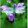 Dragonfly (libelle)Etherische oliën/aromatherapie8717624994142