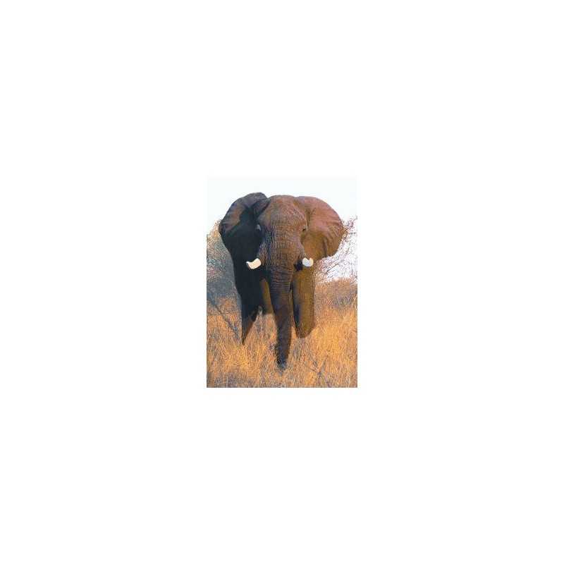 Elephant (olifant)Etherische oliën/aromatherapie8717624994166