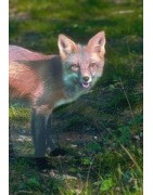 Fox (vos)Etherische oliën/aromatherapie8717624994173