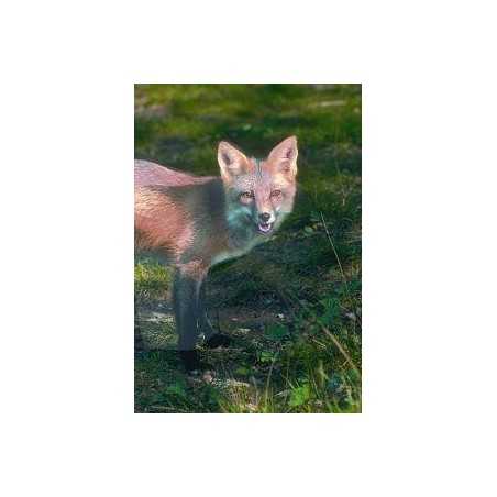 Fox (vos)Etherische oliën/aromatherapie8717624994173