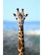 Giraffe (giraf)Etherische oliën/aromatherapie8717624994203