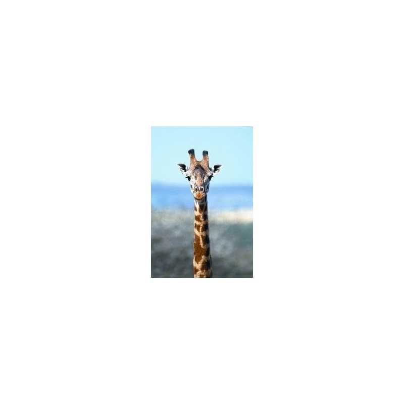 Giraffe (giraf)Etherische oliën/aromatherapie8717624994203