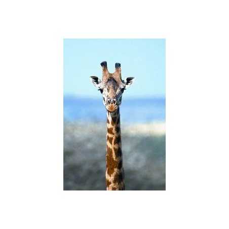 Giraffe (giraf)Etherische oliën/aromatherapie8717624994203