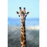 Giraffe (giraf)Etherische oliën/aromatherapie8717624994203