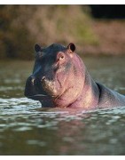 Hippopotamus (nijlpaard)Etherische oliën/aromatherapie8717624994210