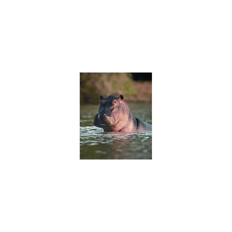 Hippopotamus (nijlpaard)Etherische oliën/aromatherapie8717624994210