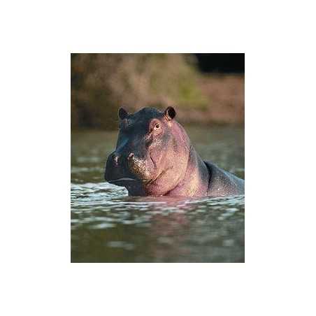 Hippopotamus (nijlpaard)Etherische oliën/aromatherapie8717624994210