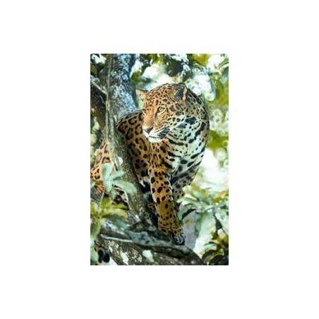 Jaguar (jachtluipaard)Etherische oliën/aromatherapie8717624994234