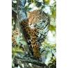 Jaguar (jachtluipaard)Etherische oliën/aromatherapie8717624994234