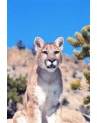 Mountain lion (poema)Etherische oliën/aromatherapie8717624994258