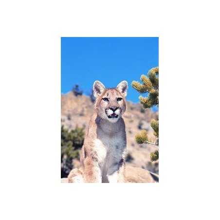 Mountain lion (poema)Etherische oliën/aromatherapie8717624994258