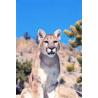 Mountain lion (poema)Etherische oliën/aromatherapie8717624994258