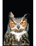 Owl (uil)Etherische oliën/aromatherapie8717624994272