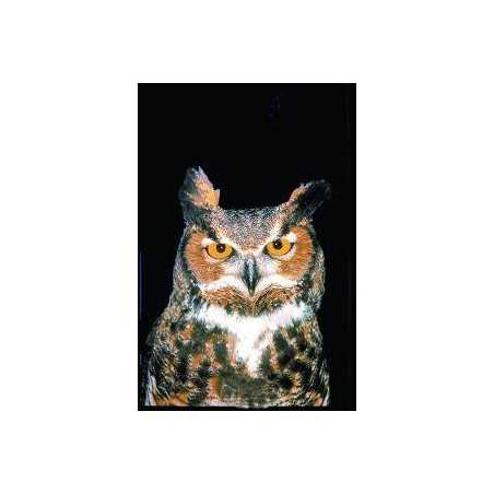 Owl (uil)Etherische oliën/aromatherapie8717624994272