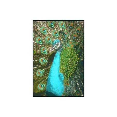 Peacock (pauw)Etherische oliën/aromatherapie8717624994289