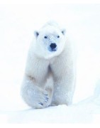 Polar bear (ijsbeer)Etherische oliën/aromatherapie8717624994296