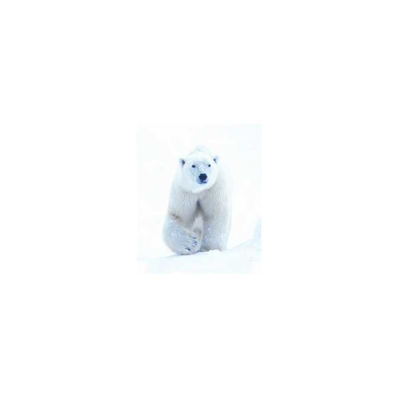 Polar bear (ijsbeer)Etherische oliën/aromatherapie8717624994296