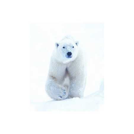 Polar bear (ijsbeer)Etherische oliën/aromatherapie8717624994296