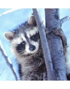 Raccoon (wasbeer)Etherische oliën/aromatherapie8717624994319